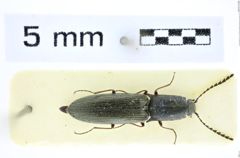 Foto (Dorsalansicht) von Corymbitodes bengalensis (Schimmel & Tarnawski, 2015) (NHMW-ZOO-COL-0008364)